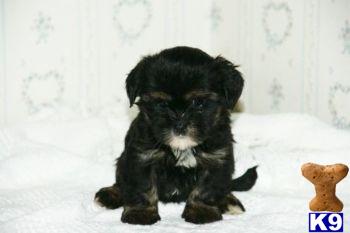 Puppies in PA